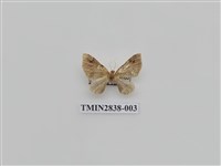 藏品(尺蛾539)的圖片